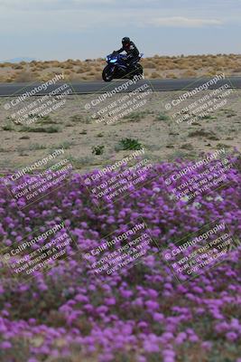 media/Jan-14-2023-SoCal Trackdays (Sat) [[497694156f]]/Turn 14 Exit Bloomig (145pm)/